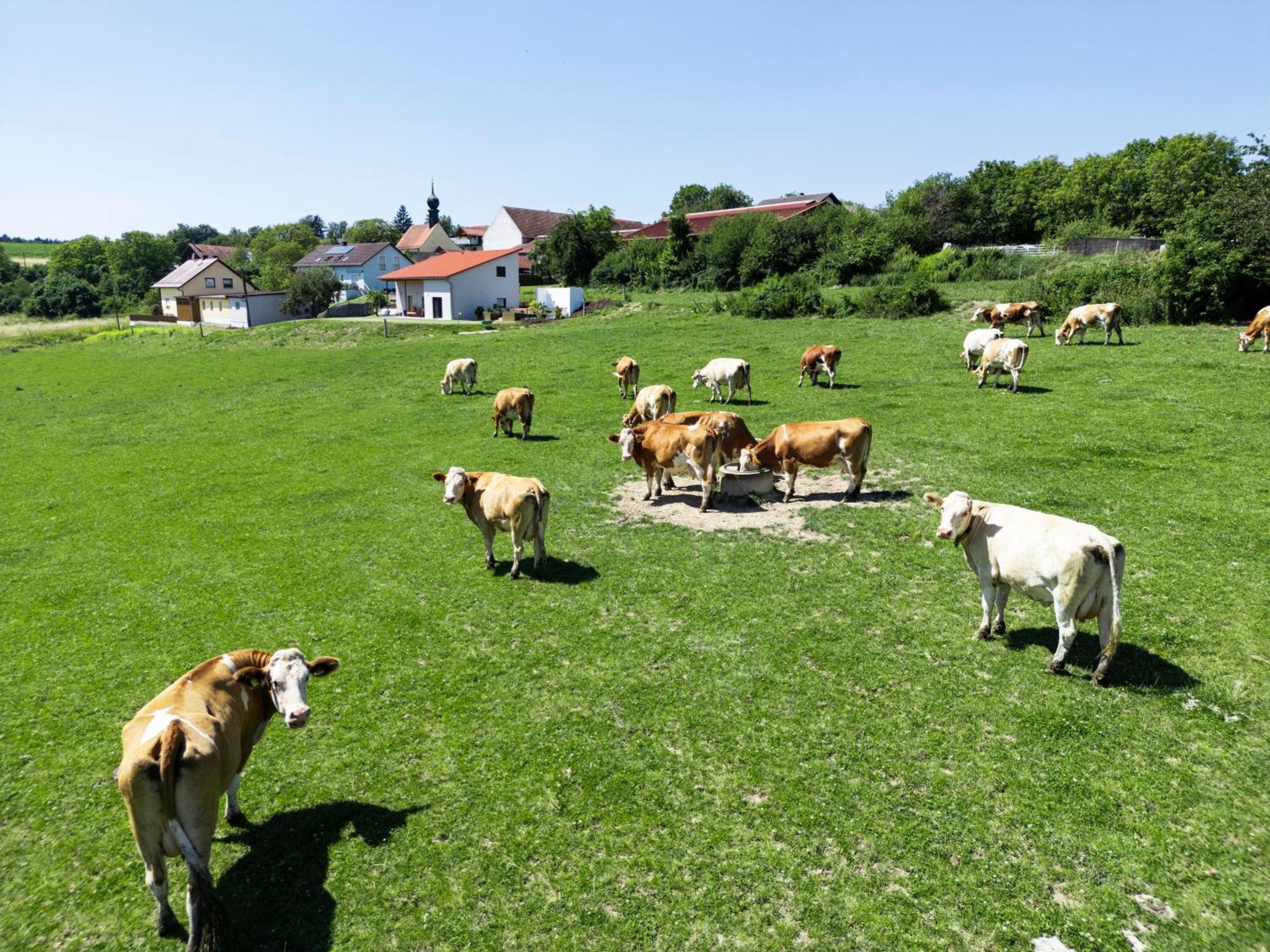 Ferienwohnung Wo Sich Kuh, Fuchs Und Hase Gute Nacht Sagen Wolfsegg Exterior foto