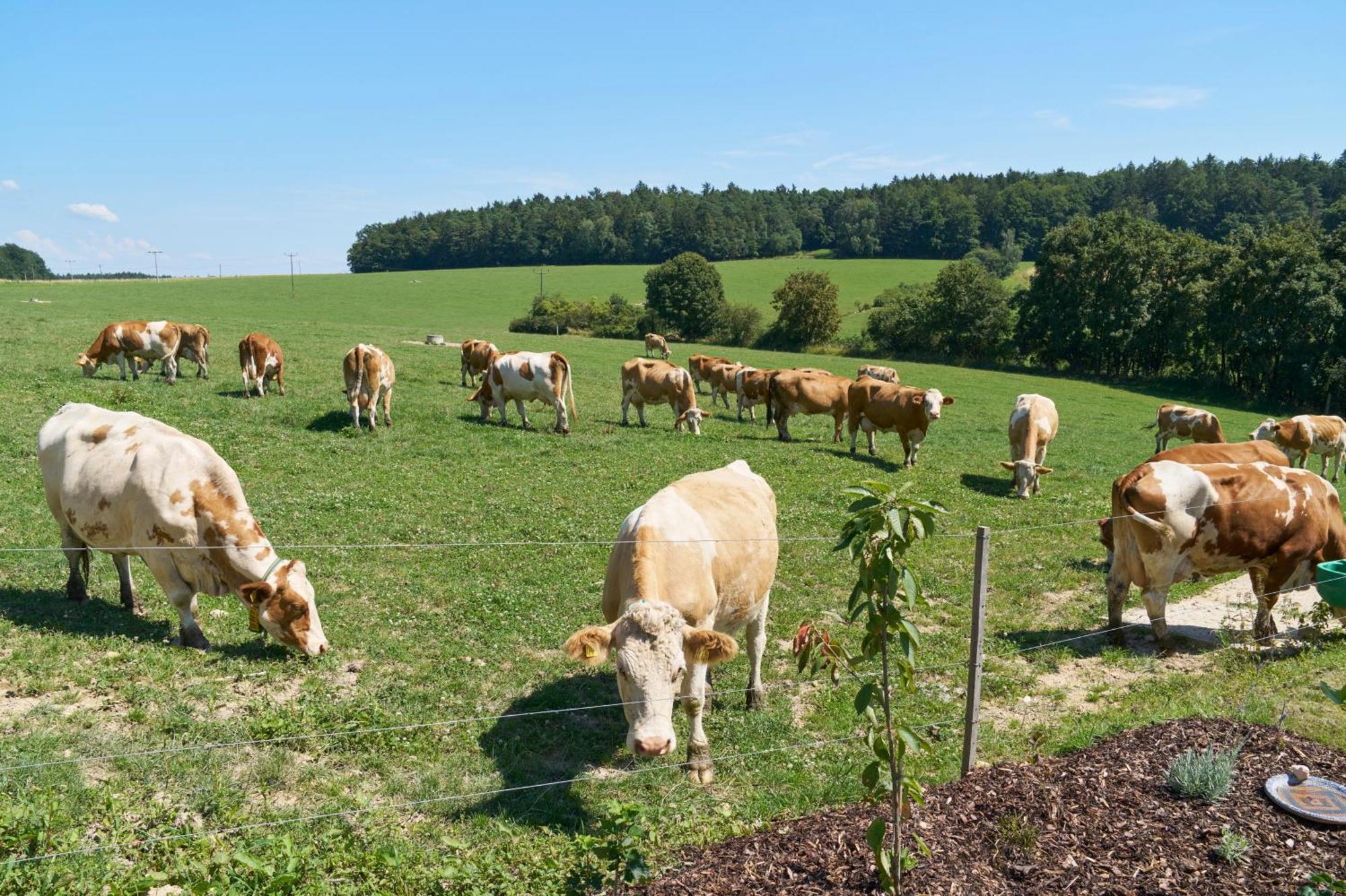 Ferienwohnung Wo Sich Kuh, Fuchs Und Hase Gute Nacht Sagen Wolfsegg Exterior foto